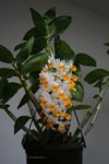 Den. Densiflorum (Orchideen Garten  )